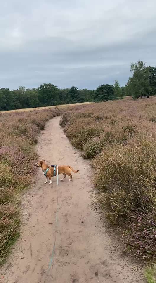 TierschutzhundeStammtisch🐕-Beitrag-Bild