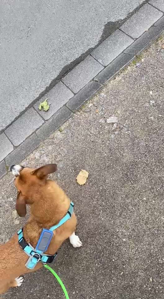 54. Impulskontrollchallenge  PAUSE MACHEN !-Beitrag-Bild