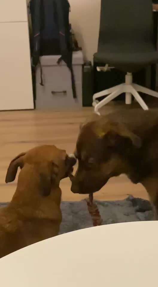 TierschutzhundeStammtisch🐕-Beitrag-Bild