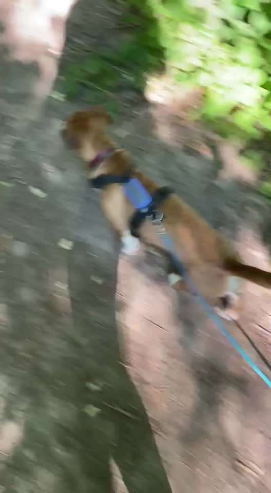 TierschutzhundeStammtisch🐕-Beitrag-Bild