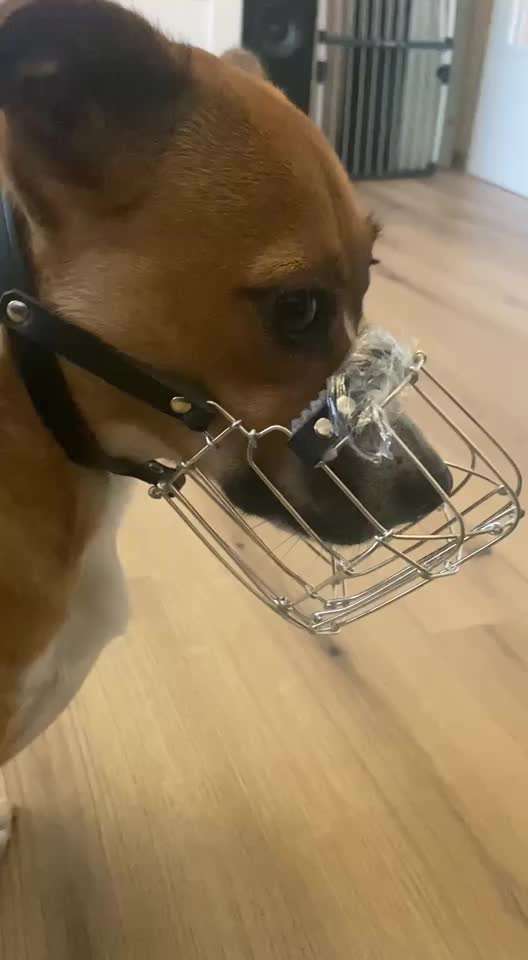 Wie sitzt mein Maulkorb / Maulkorb-Beratung-Beitrag-Bild