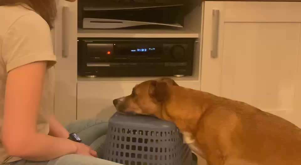 Mein Hund hat extreme Angst bei Arztbesuchen-Beitrag-Bild