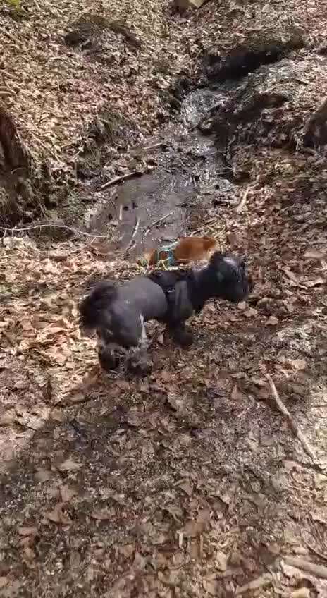 "Wege zur Freundschaft" (Ulli Reichmann)-Beitrag-Bild