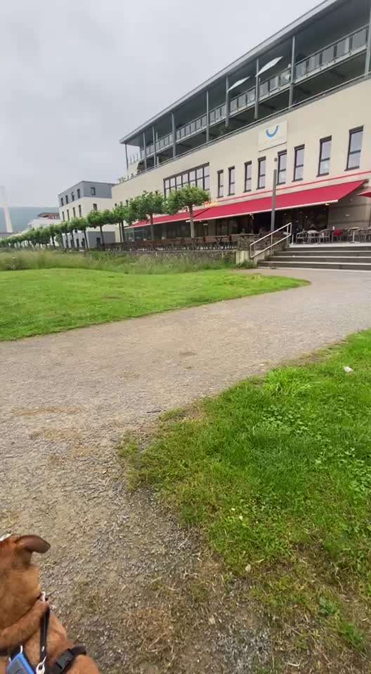 TierschutzhundeStammtisch🐕-Beitrag-Bild