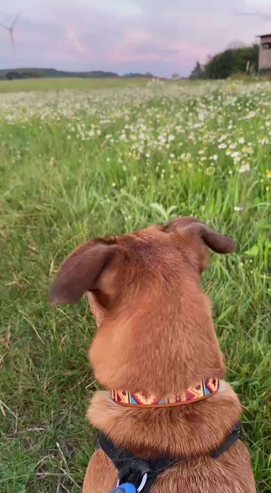 57. Impulskontrollchallenge (Zweiter Anlauf): Tiere beobachten-Beitrag-Bild