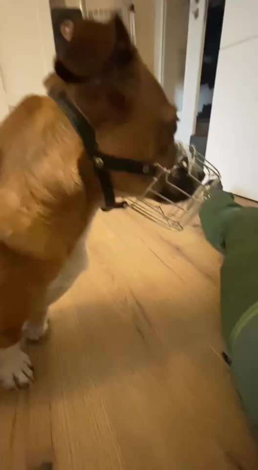 Wie sitzt mein Maulkorb / Maulkorb-Beratung-Beitrag-Bild