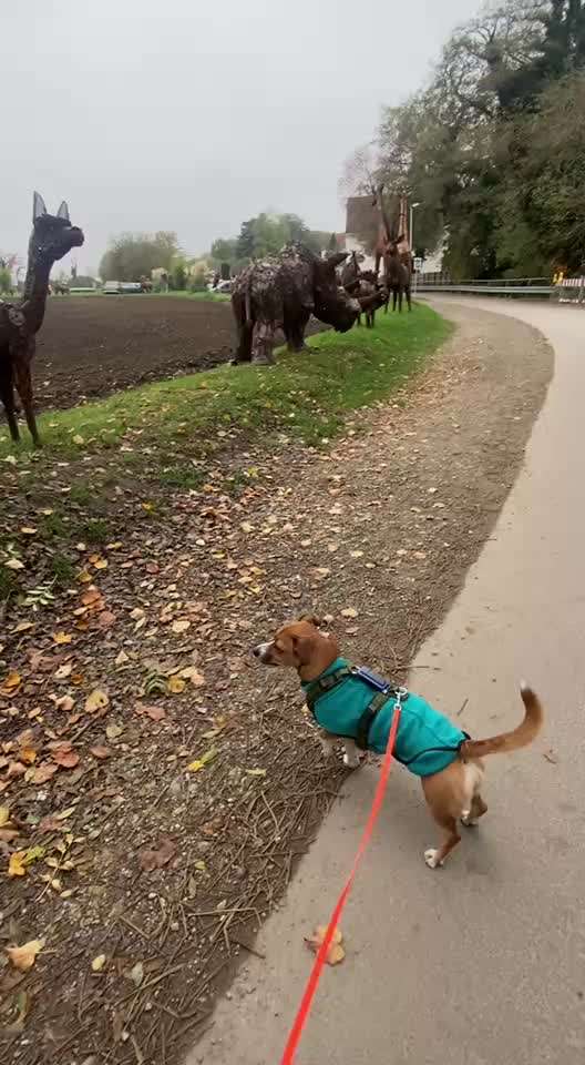 Intrinsische Motivation - Leinenführigkeit?-Beitrag-Bild