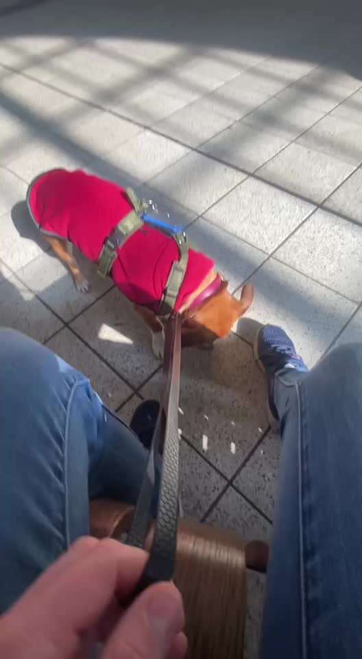 TierschutzhundeStammtisch🐕-Beitrag-Bild