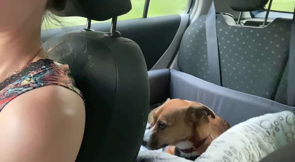 Hecheln bei der Autofahrt - längere Fahrten-Beitrag-Bild