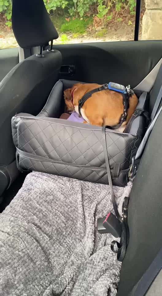 TierschutzhundeStammtisch🐕-Beitrag-Bild