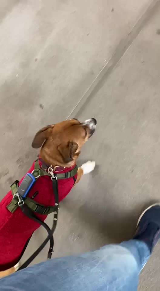 TierschutzhundeStammtisch🐕-Beitrag-Bild