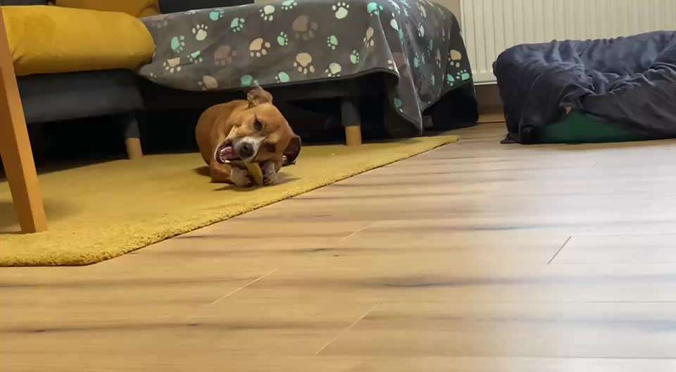 Hündin knurrt bei Leckerli weg nehmen..-Beitrag-Bild