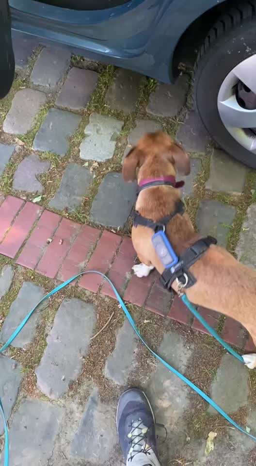 TierschutzhundeStammtisch🐕-Beitrag-Bild