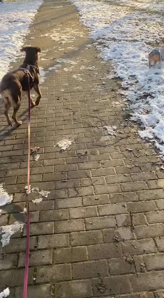 TierschutzhundeStammtisch🐕-Beitrag-Bild