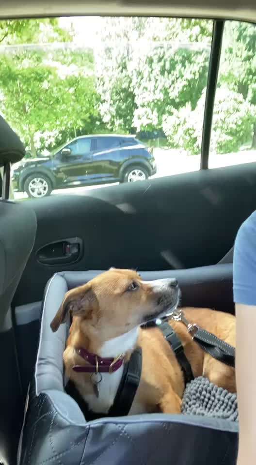 TierschutzhundeStammtisch🐕-Beitrag-Bild