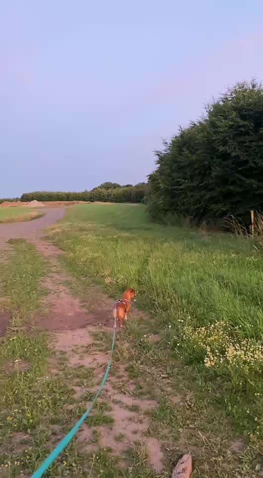 Hund hat Maus gegessen-Beitrag-Bild