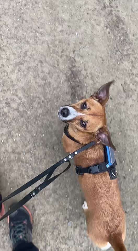 TierschutzhundeStammtisch🐕-Beitrag-Bild