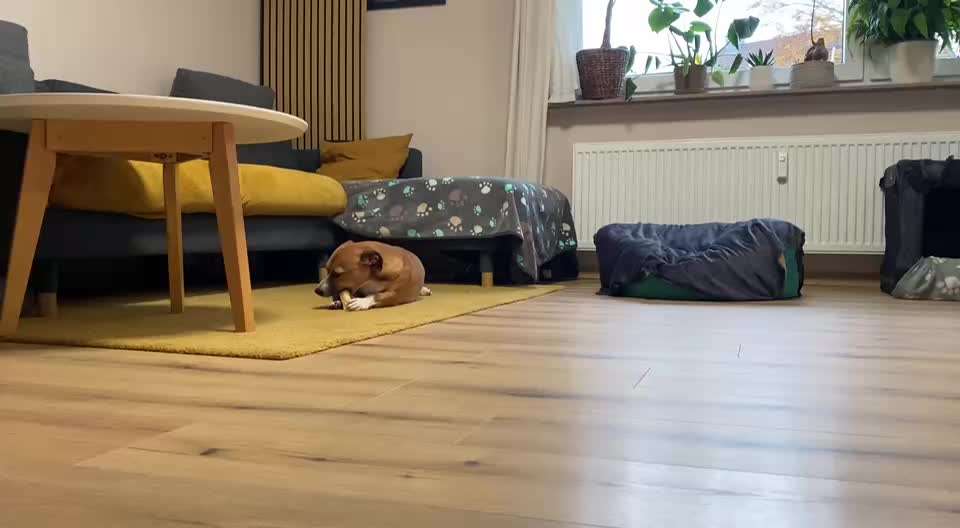 Hündin knurrt bei Leckerli weg nehmen..-Beitrag-Bild