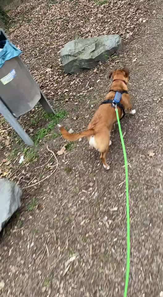 50. Impulskontrolle Übung: Verfolgen-Beitrag-Bild