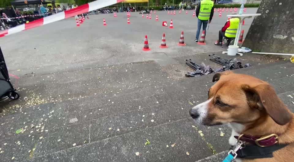 TierschutzhundeStammtisch🐕-Beitrag-Bild