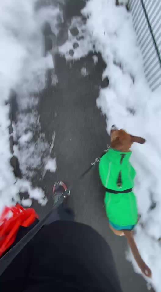 47. Impulskontroll Übung - Leinenführigkeit-Beitrag-Bild