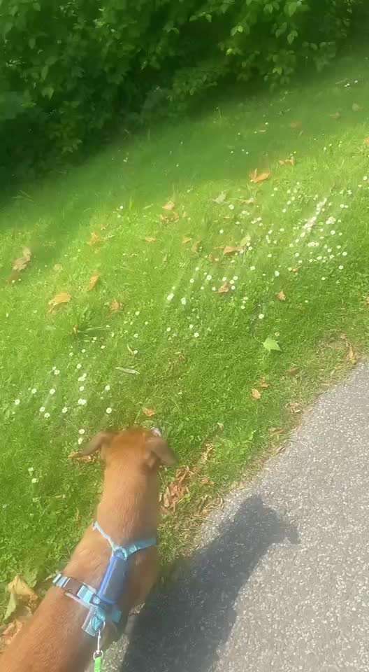 Hund hat Maus gegessen-Beitrag-Bild