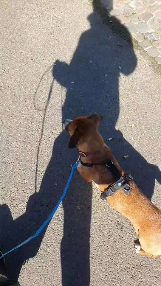 TierschutzhundeStammtisch🐕-Beitrag-Bild