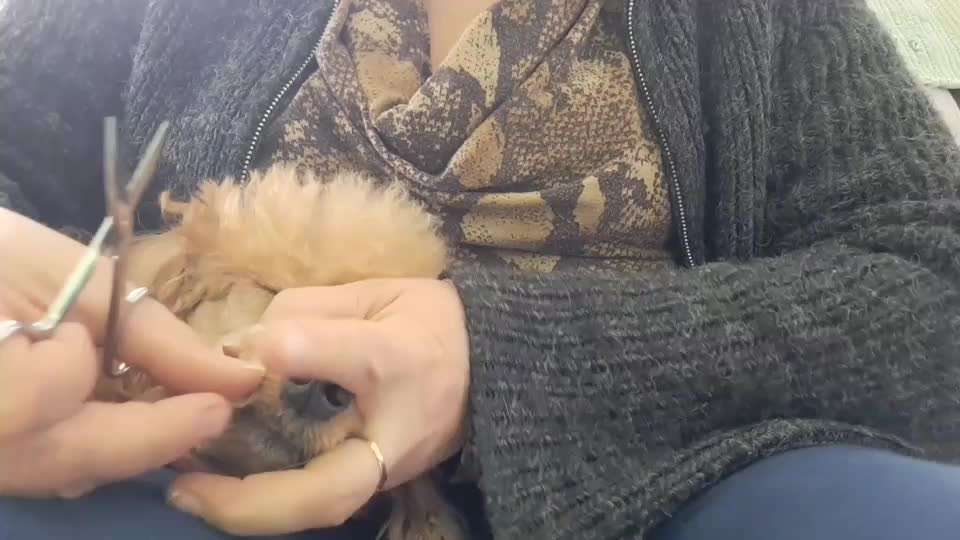 Alles rund um den Pudel-Beitrag-Bild