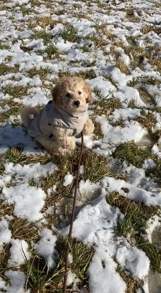 Alles rund um den Pudel-Beitrag-Bild