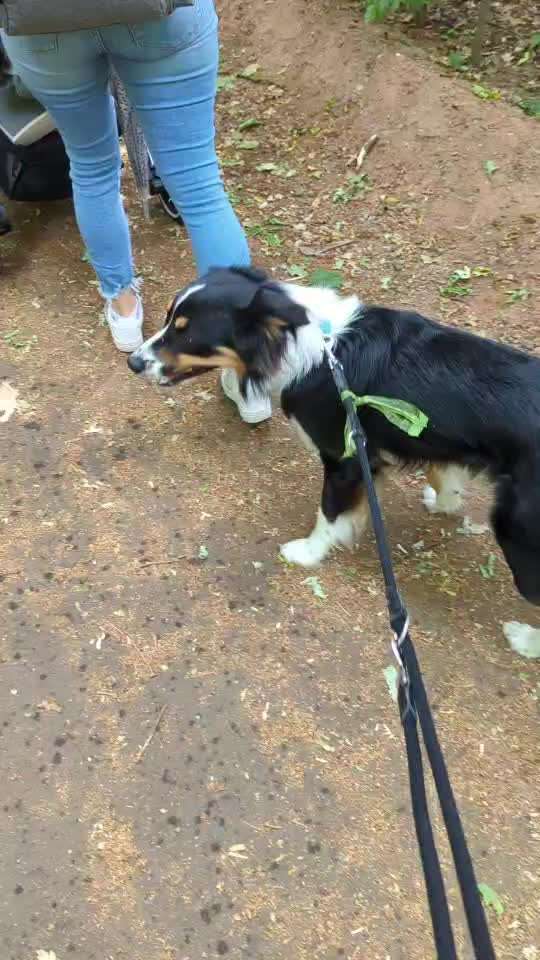 gestresster Hund-Beitrag-Bild