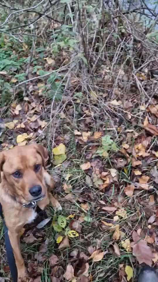 aktuelles Foto Gruppe Handicap Hunde 🐶