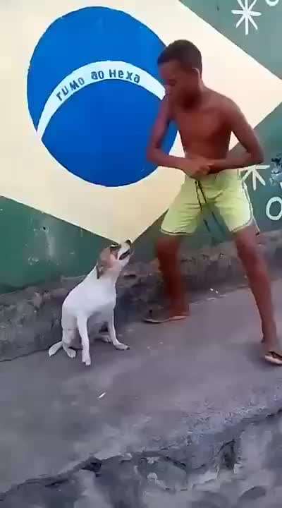 Hunde Memes-Beitrag-Bild