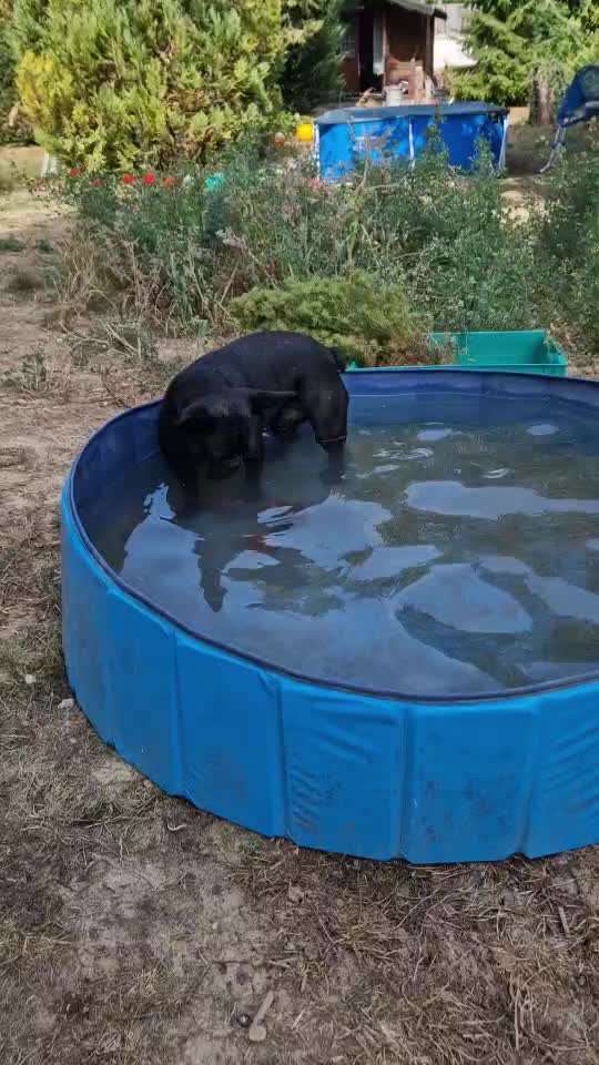 Französische Bulldoggen-Beitrag-Bild