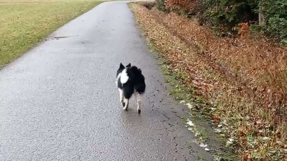 Probleme an der Leine-Beitrag-Bild