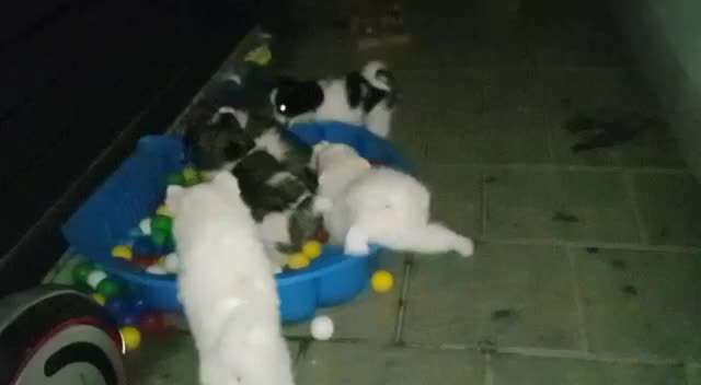 Welpe schläft nicht-Beitrag-Bild