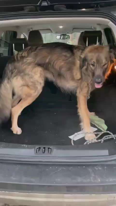 „Werwolfsyndrom“ bei Hunden – Was ist mit unseren Kauknochen los? 🐺🦴-Beitrag-Bild