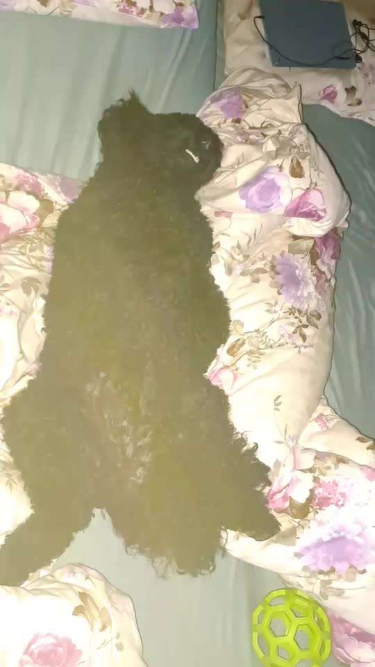 Alles rund um den Pudel-Beitrag-Bild