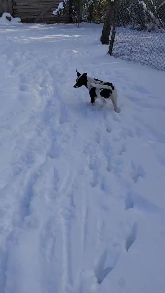 TierschutzhundeStammtisch🐕-Beitrag-Bild
