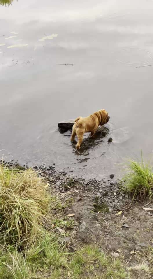 19. Video Challenge  "urkomische Hunde zum Brüllen lustig"-Beitrag-Bild