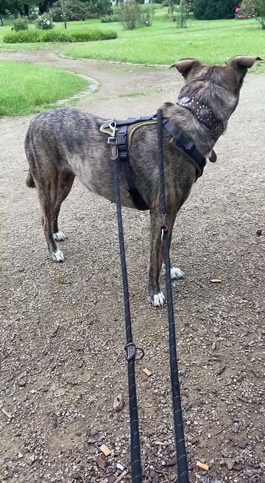 54. Impulskontrollchallenge  PAUSE MACHEN !-Beitrag-Bild