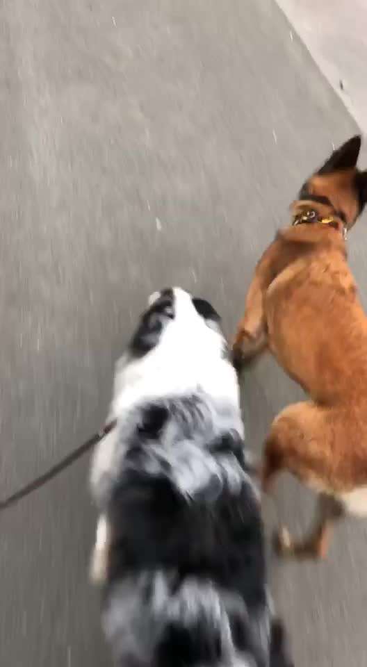 Bester Freund, Hundekumpel - zeigt her!-Beitrag-Bild