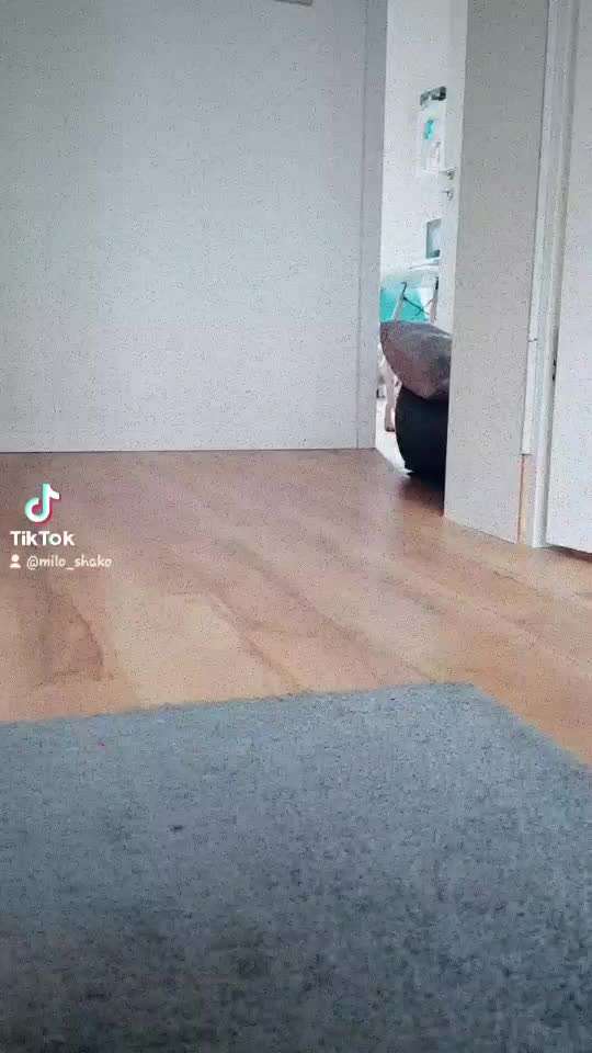 Hier ist der Spaßthread. Zum Schmunzeln und Kaputtlachen-Beitrag-Bild