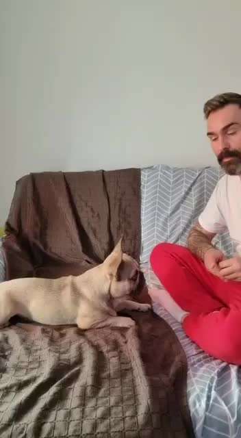 Dogorama Blog Challenge: Hundetricks-Beitrag-Bild