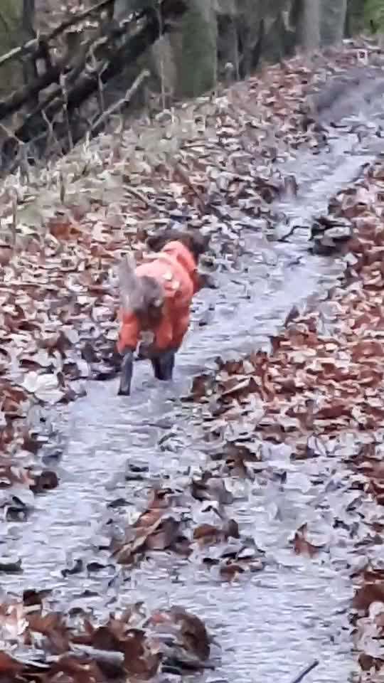 Hundekleidung - Top oder Flop-Beitrag-Bild