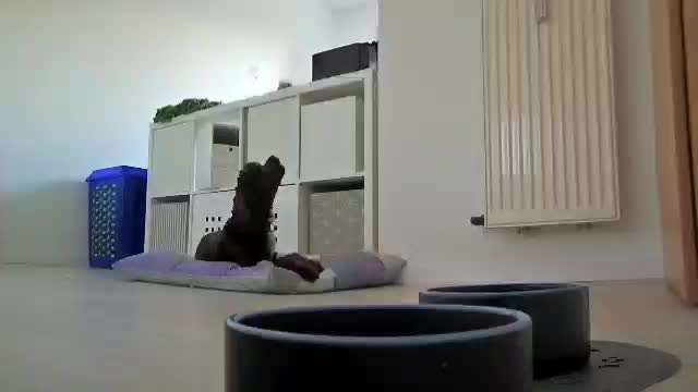 Wie lange sollte ein Hund alleine bleiben?-Beitrag-Bild