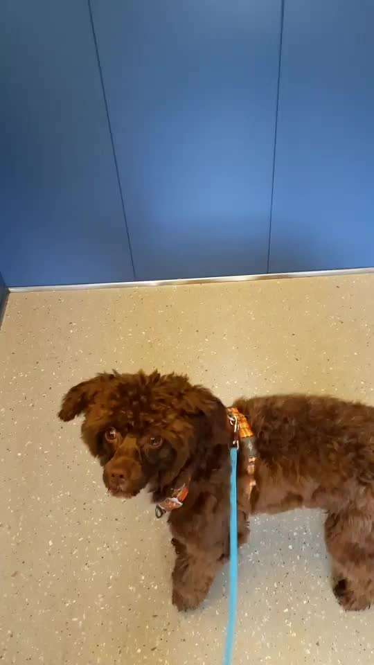 Trickdogging-Beitrag-Bild