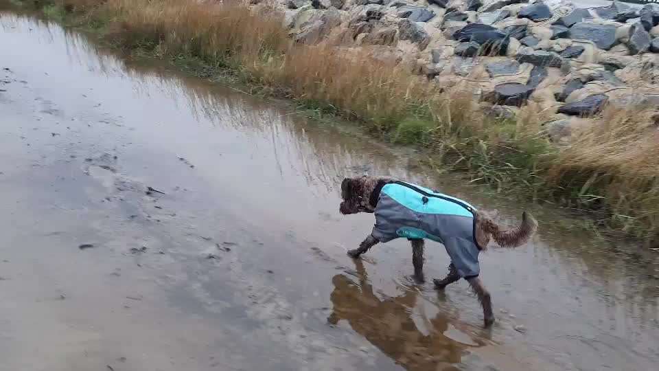 Hundekleidung - Top oder Flop-Beitrag-Bild