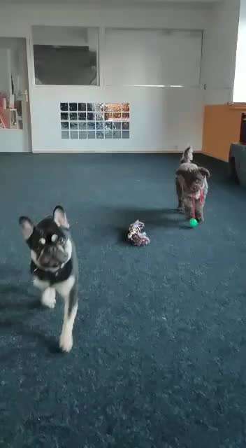 Chinese Crested (Chinesischer Schopfhund)-Beitrag-Bild