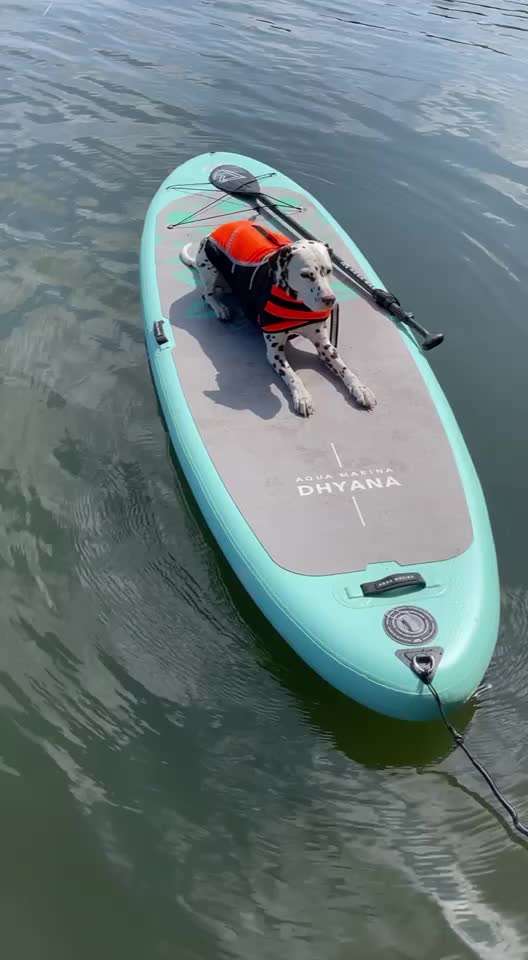 52. Video Challenge - sportliche Aktivitäten von und mit deinem Hund-Beitrag-Bild