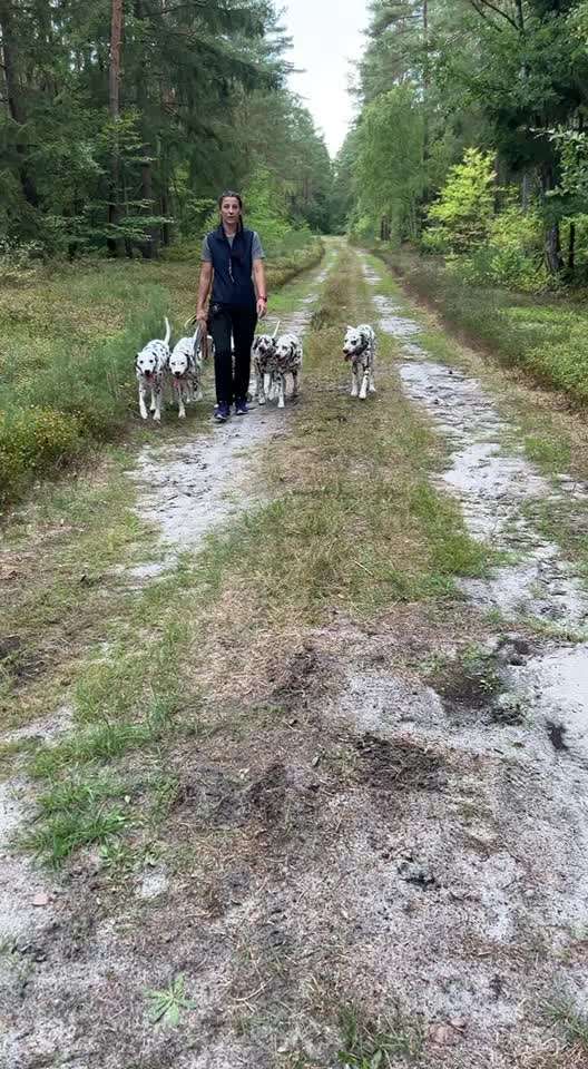 51. Video challenge - Dein Hund beim Spaziergang-Beitrag-Bild